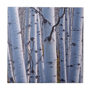 Carreau Trembles dans le parc national de Gunnison