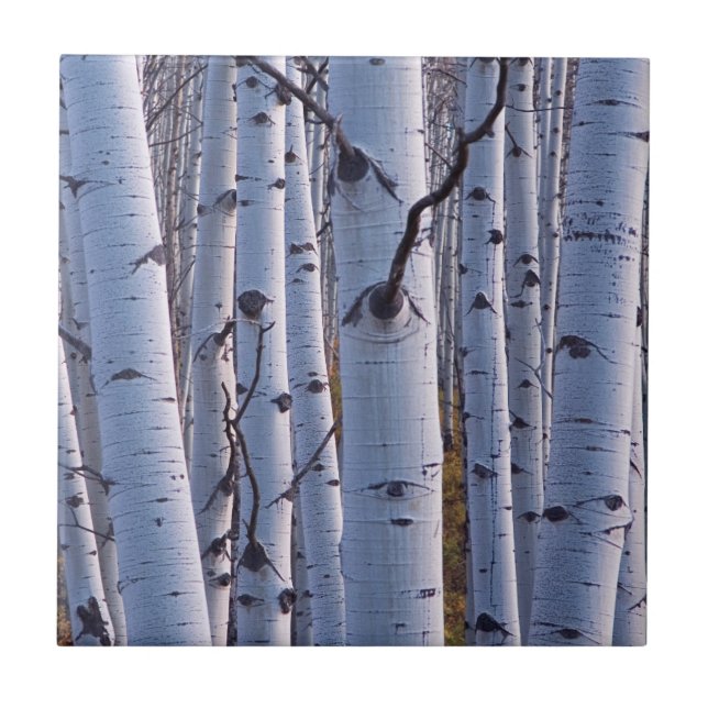 Carreau Trembles dans le parc national de Gunnison (Devant)