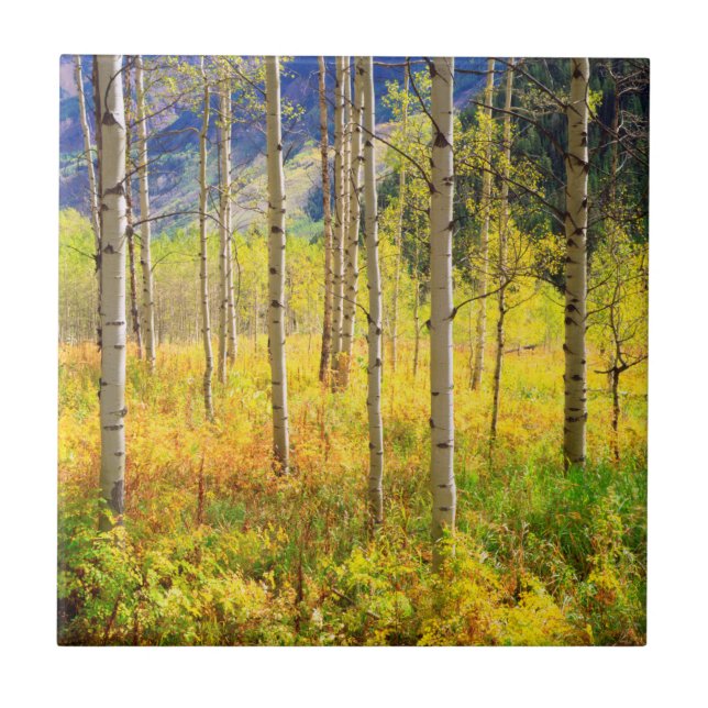 Carreau Trembles en automne dans les Rocheuses (Devant)
