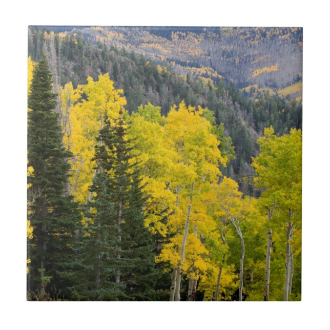 Carreau Trembles (Populus Tremuloides) et conifères 2 (Devant)