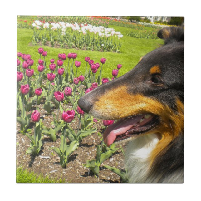 Carreau Tri-color Collie N Tulips Tile Trivet (Devant)