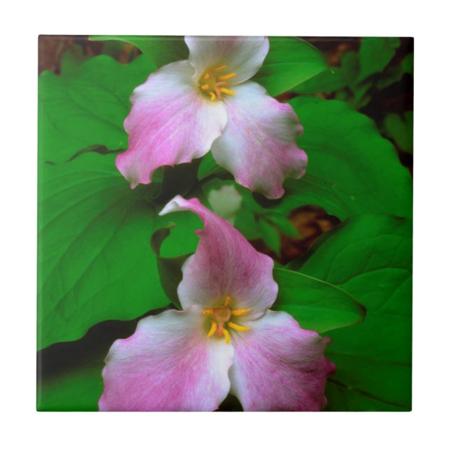 Carreau Trillium Fleur sauvage (Devant)