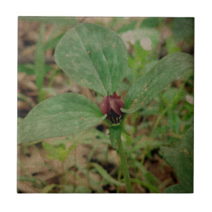 Carreau Trillium Flower