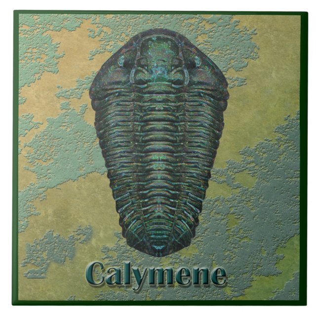 Carreau Trilobite fossile de Calymene Niagarensis (Devant)