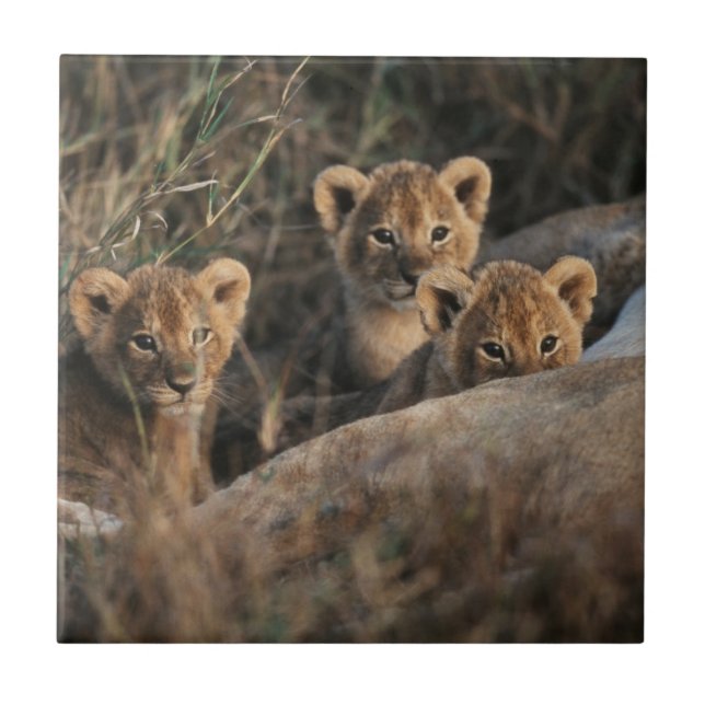 Carreau Trio de lionceaux âgés de six semaines assis (Devant)