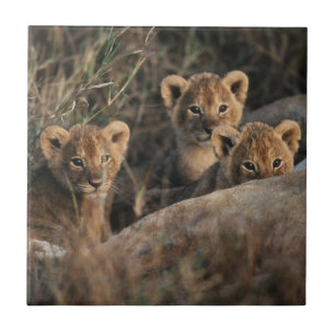 Carreau Trio de lionceaux avec leur mère