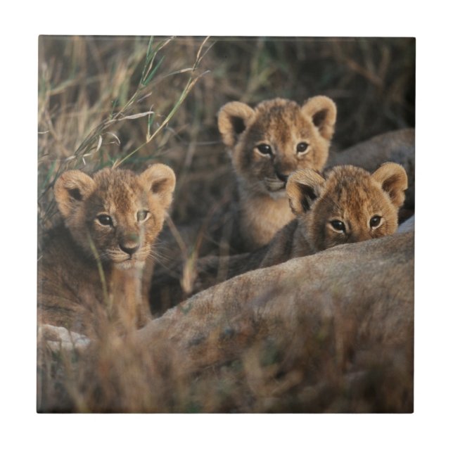 Carreau Trio de lionceaux avec leur mère (Devant)
