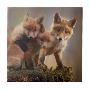 Carreau Triplets Foxy