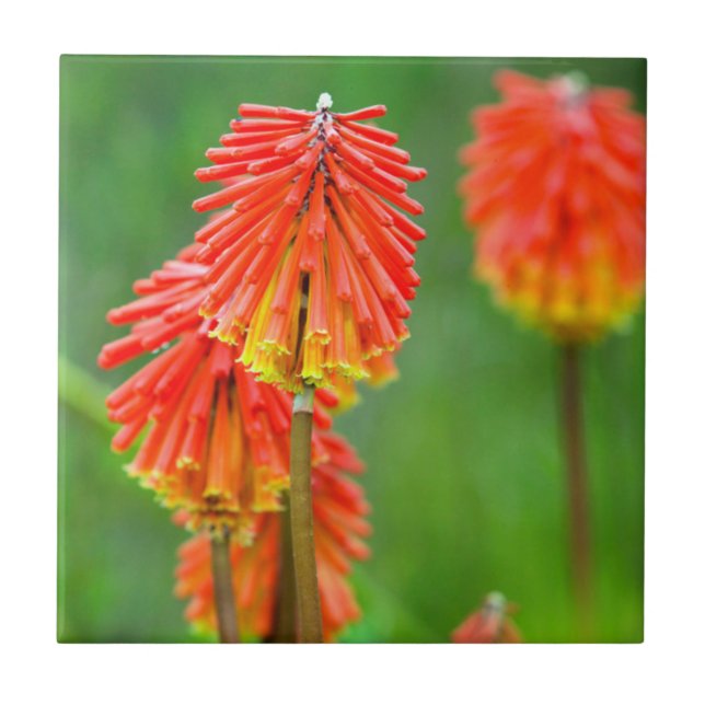 Carreau Tritome (Kniphofia Uvaria), Cap-Occidental (Devant)