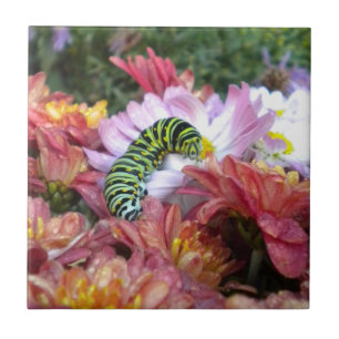Carreau Trivet De Carrelage Cute Caterpillar