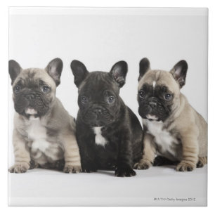 Carreau Trois chiots de pure race