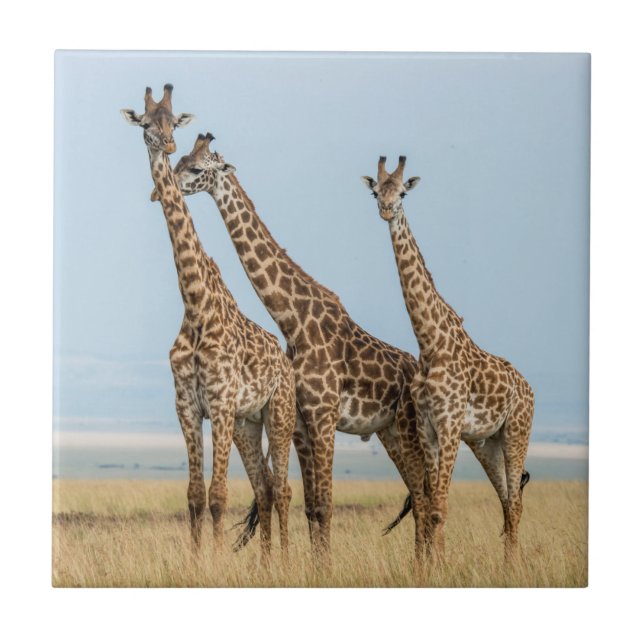 Carreau Trois girafes en pose (Devant)