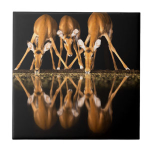 Carreau Trois impalas boivent ensemble la nuit