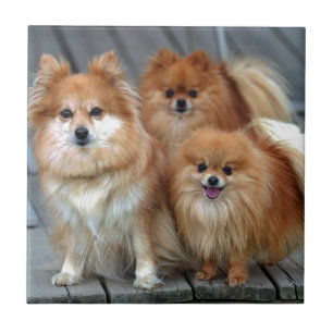 Carreau Trois Pomeranians