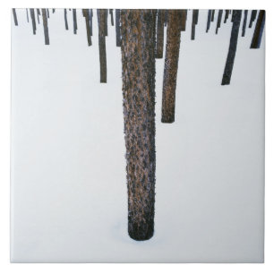 Carreau Troncs d'arbre dans la neige