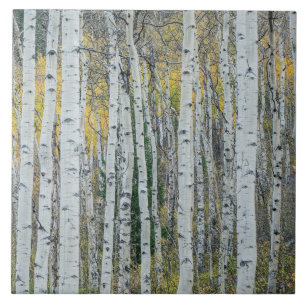 Carreau Troncs d'arbres Trembles Aspen, Colorado