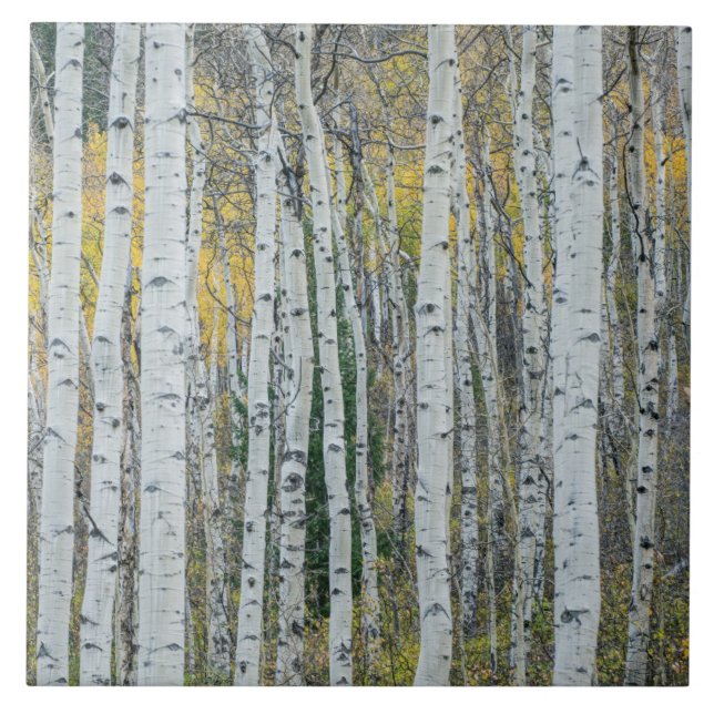 Carreau Troncs d'arbres Trembles | Aspen, Colorado (Devant)