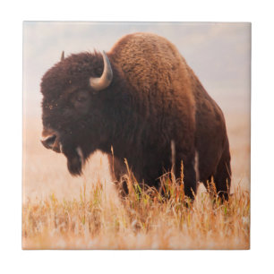 Carreau Troupeau de bisons d'Amérique (Bison Bison) à Teto