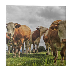 Carreau Troupeau de vaches drôles dans un pâturage