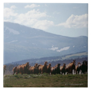 Carreau Troupeau mobile de cowboy de chevaux
