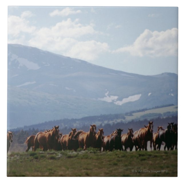 Carreau Troupeau mobile de cowboy de chevaux (Devant)