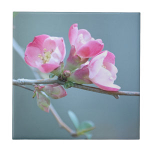 Carreau Tuile Apple Blossom #P0358