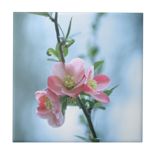 Carreau Tuile Apple Blossom #P0365 (Devant)