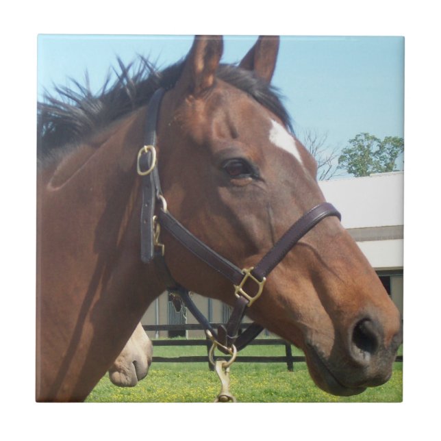 Carreau Tuile Arabe vigilante de cheval (Devant)