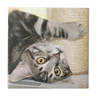 Carreau Tuile argentée de visage de chat tigré