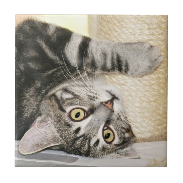 Carreau Tuile argentée de visage de chat tigré (Devant)