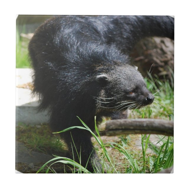 Carreau Tuile asiatique de Bearcat (Devant)