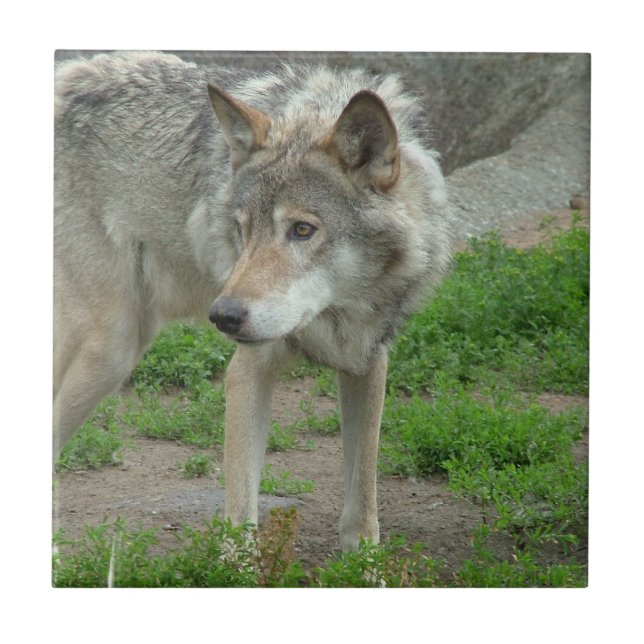 Carreau Tuile attentive de loup (Devant)