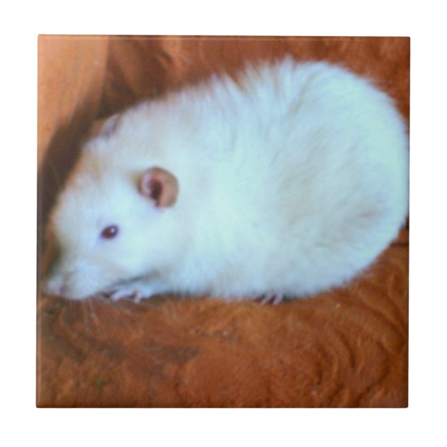 Carreau Tuile blanche de rat de Snowball (Devant)