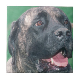 Carreau Tuile Brindle de Bullmastiff