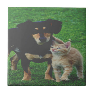 Carreau Tuile céramique photo pour animal de compagnie per