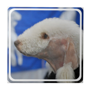 Carreau Tuile de Bedlington Terrier