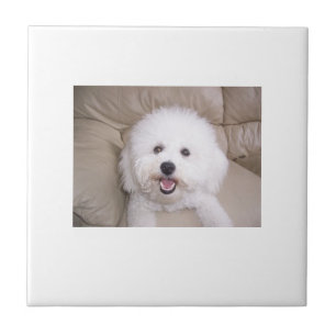 Carreau Tuile de Bichon Frise
