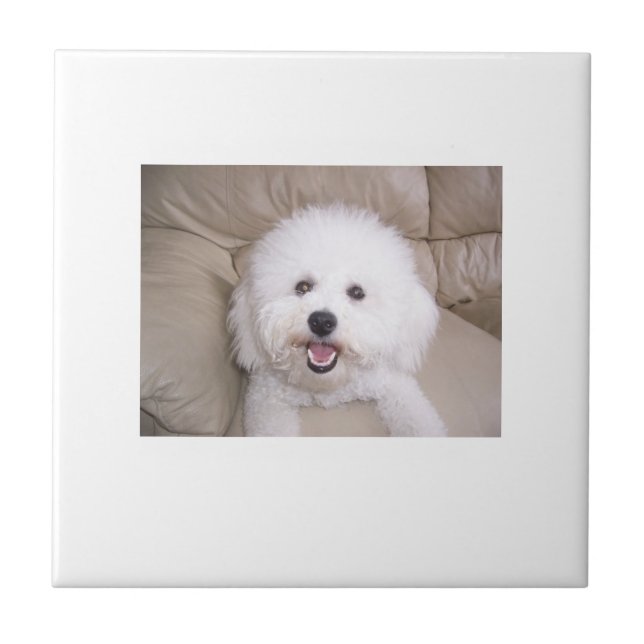 Carreau Tuile de Bichon Frise (Devant)