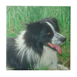Carreau Tuile de border collie