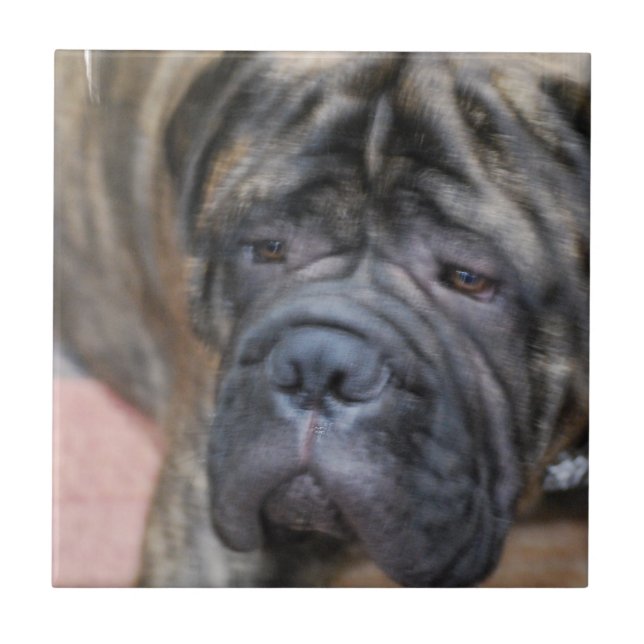 Carreau Tuile de Bullmastiff (Devant)