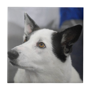 Carreau Tuile de chien de Canaan