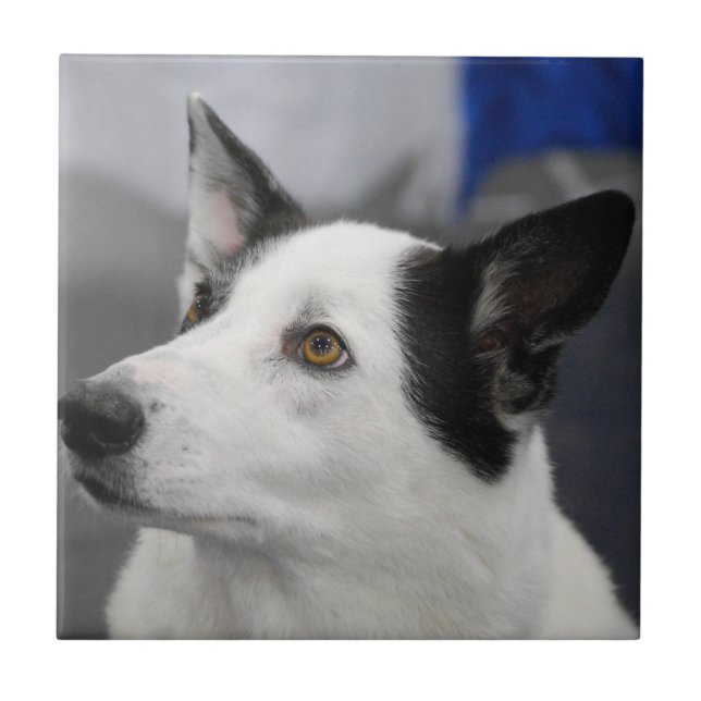 Carreau Tuile de chien de Canaan (Devant)