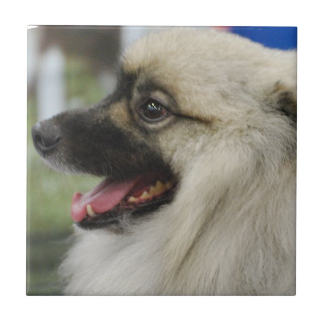 Carreau Tuile de chien de Keeshond (Devant)