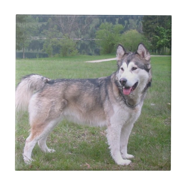 Carreau Tuile de chien de Malamute d'Alaska (Devant)