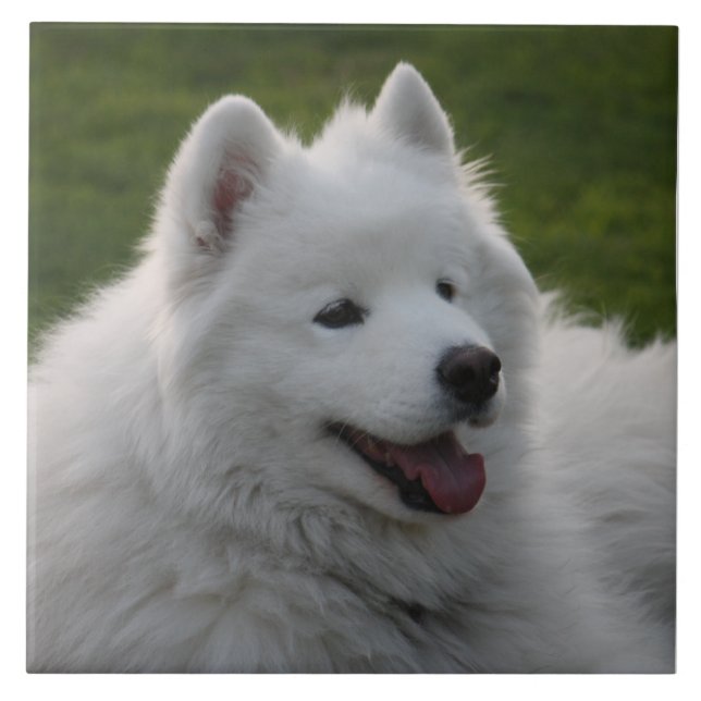 Carreau Tuile de chien de Samoyed (Devant)