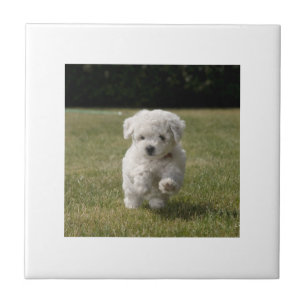 Carreau Tuile de chiot de Bichon Frise
