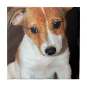 Carreau Tuile de chiot de Jack Russell Terrier