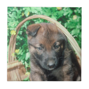 Carreau Tuile de chiot de Malinois de Belge