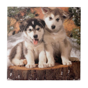 Carreau Tuile de chiots de Malamute d'Alaska