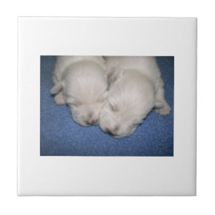 Carreau Tuile de chiots de Terrier blanc de montagne